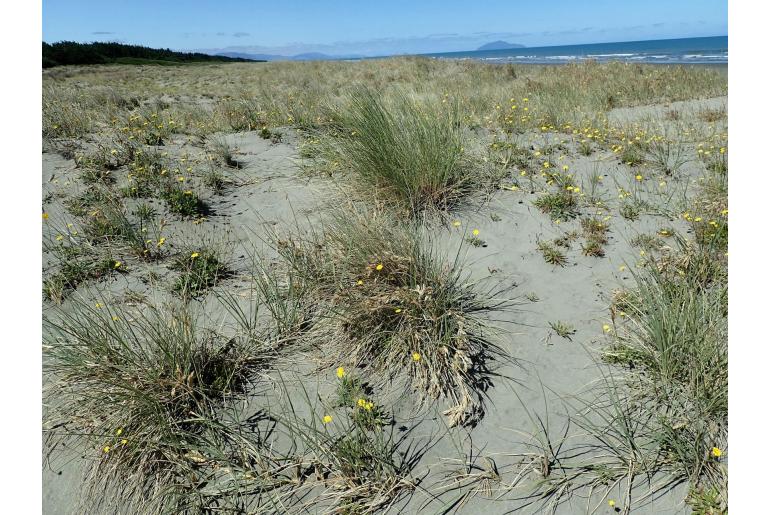 Calamagrostis arenaria -5421