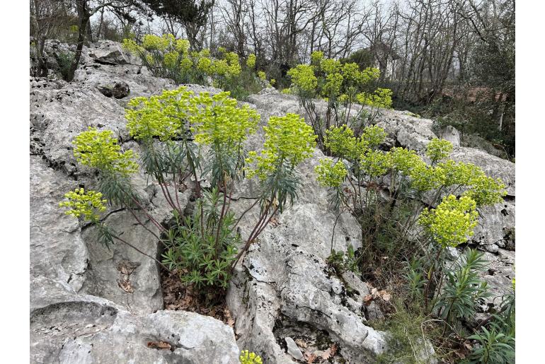 Euphorbia characias ssp wulfenii -5431