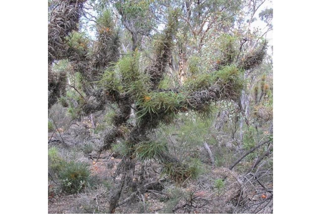 Zuilvormige banksia