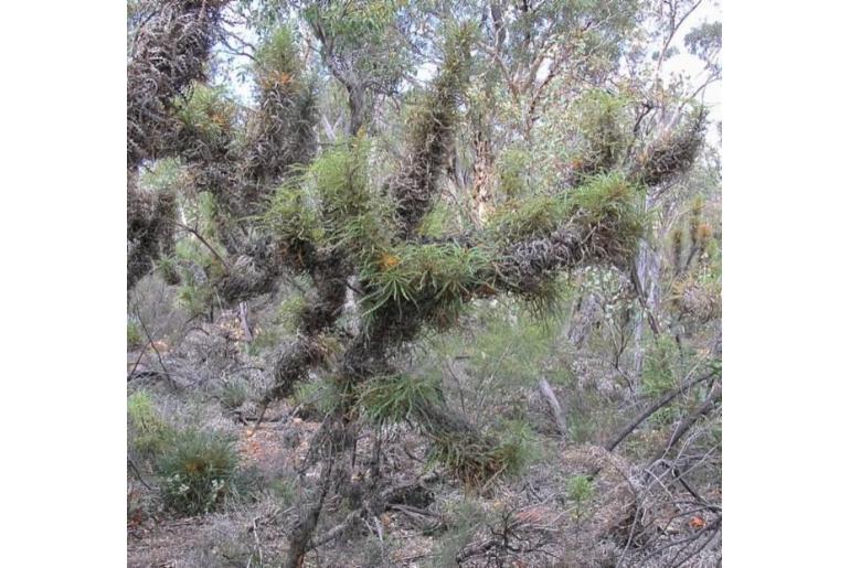 Banksia columnaris -5439