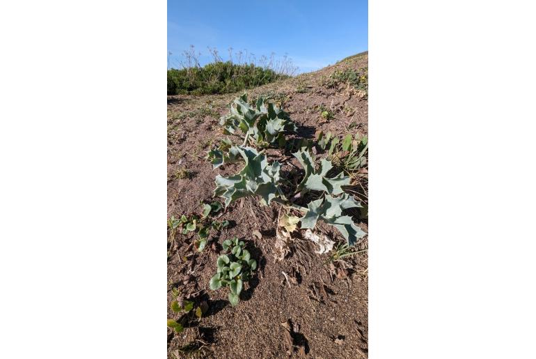 Eryngium maritimum -5442