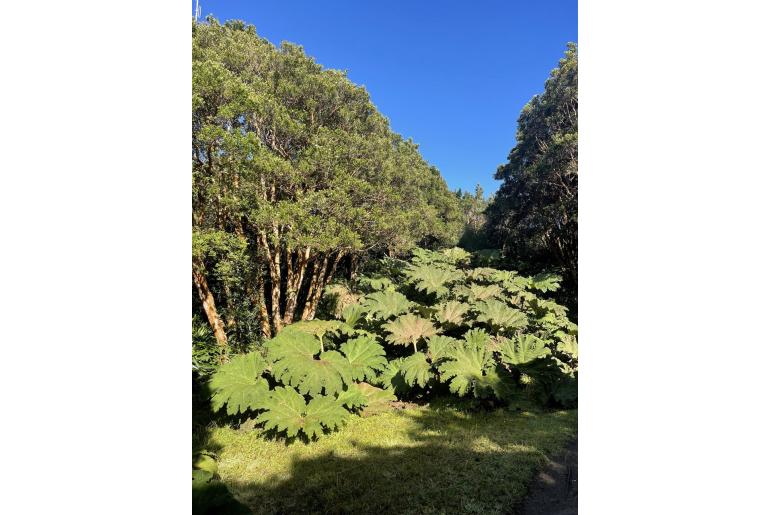 Gunnera tinctoria -5463