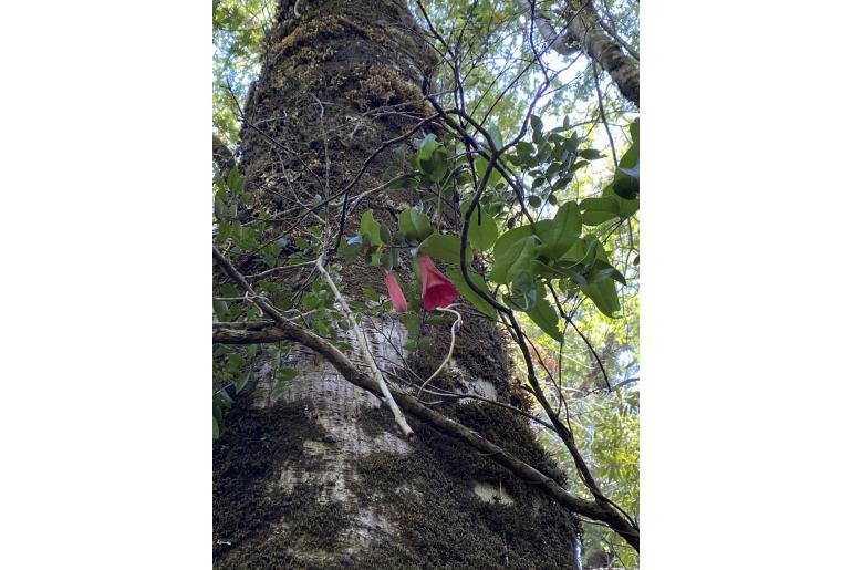 Lapageria rosea -5464