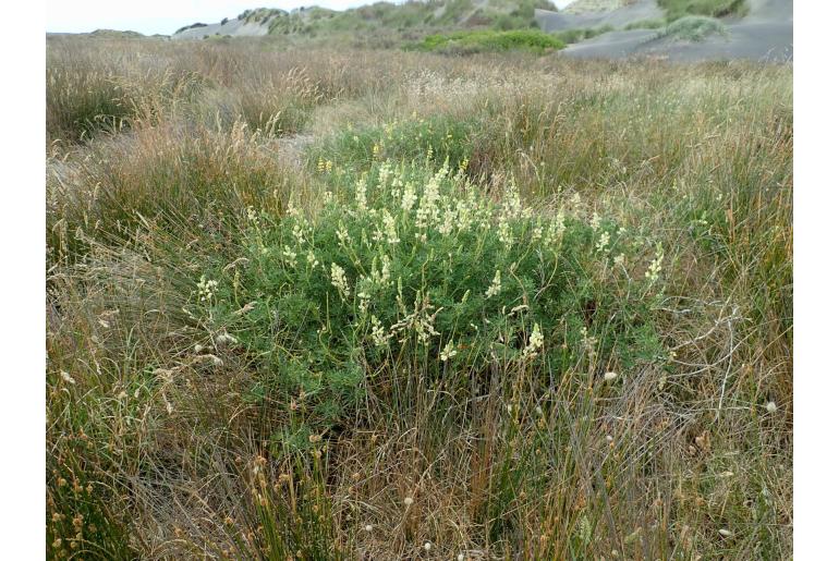 Lupinus arboreus -5477