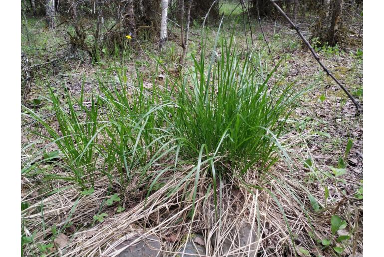 Calamagrostis arundinacea -5484