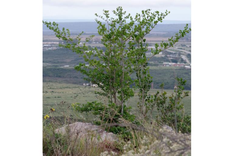 Afrocanthium mundianum -5508