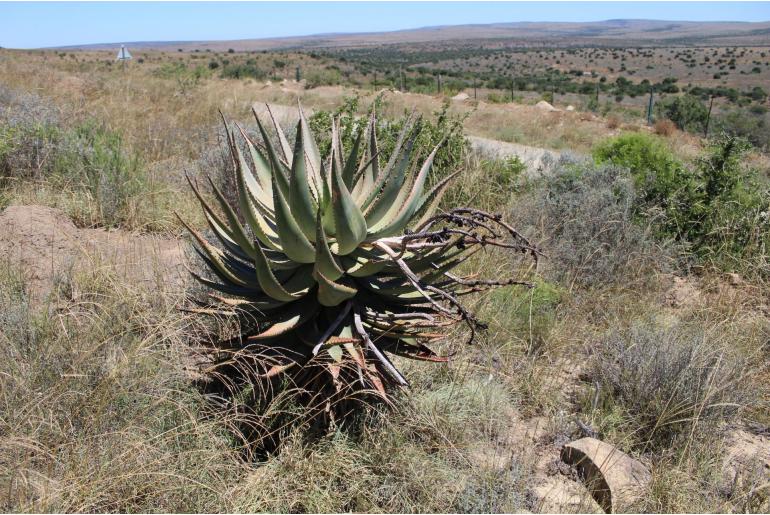 Aloe ferox -5513