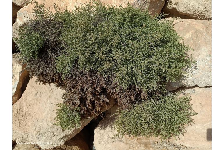 Artemisia herba-alba -5518