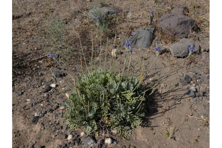 Lavandula pinnata -5528