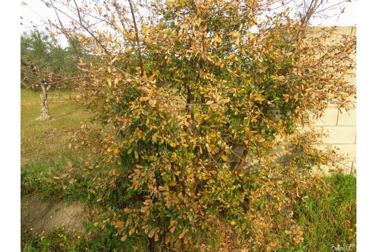 Quercus faginea -5531