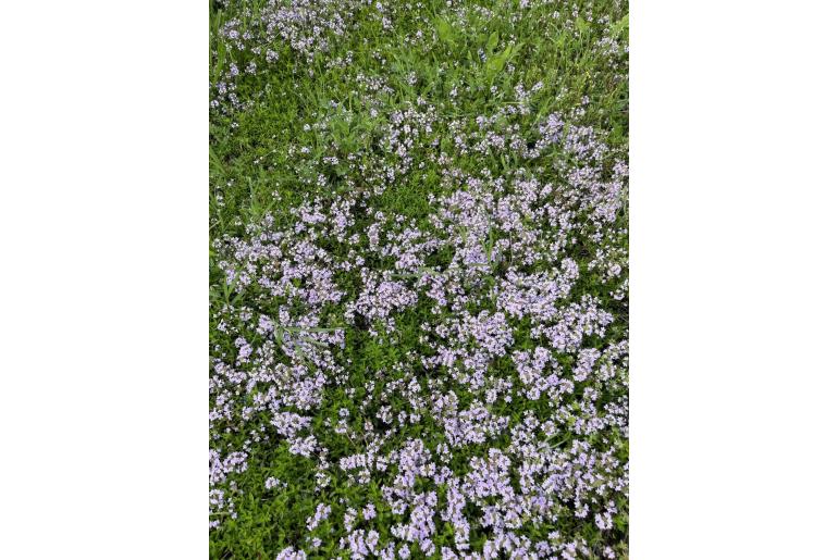 Thymus longicaulis -5535