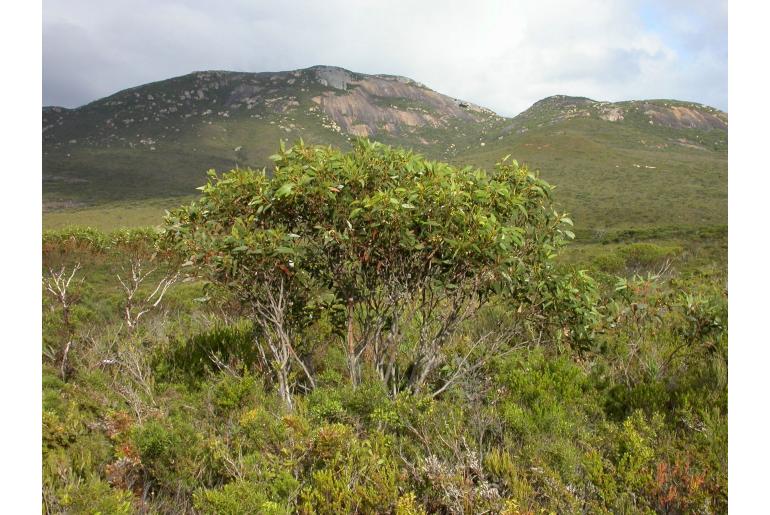 Eucalyptus semiglobosa -5546