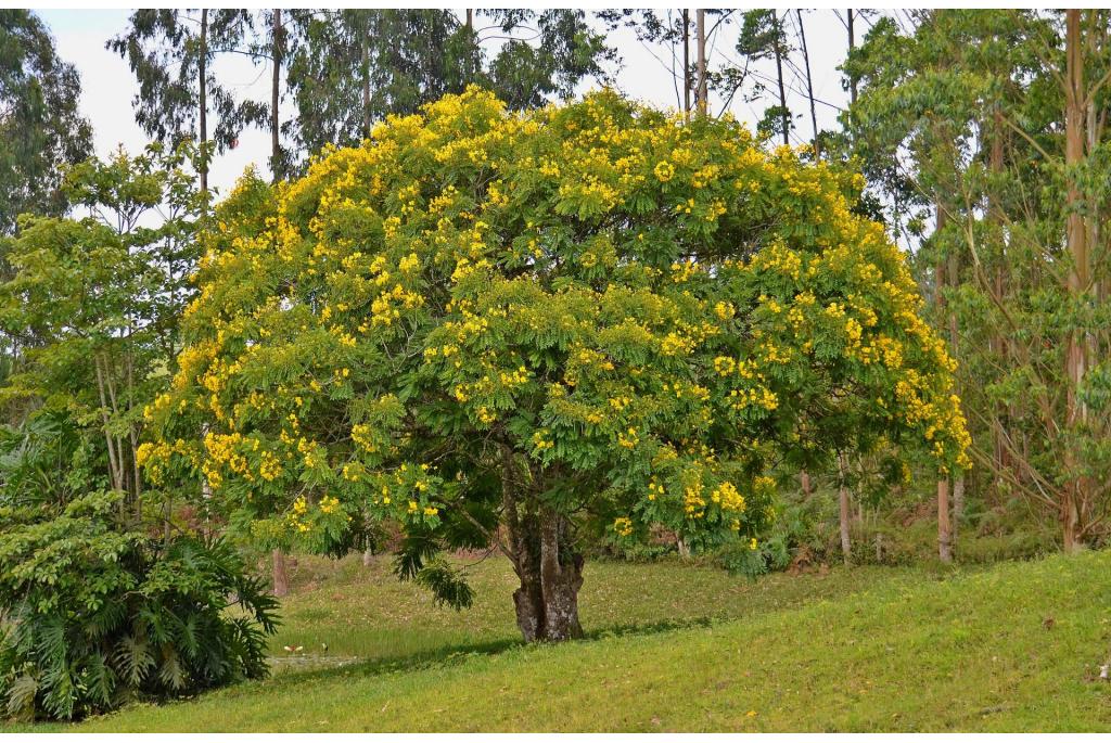 Gouden medaillonboom