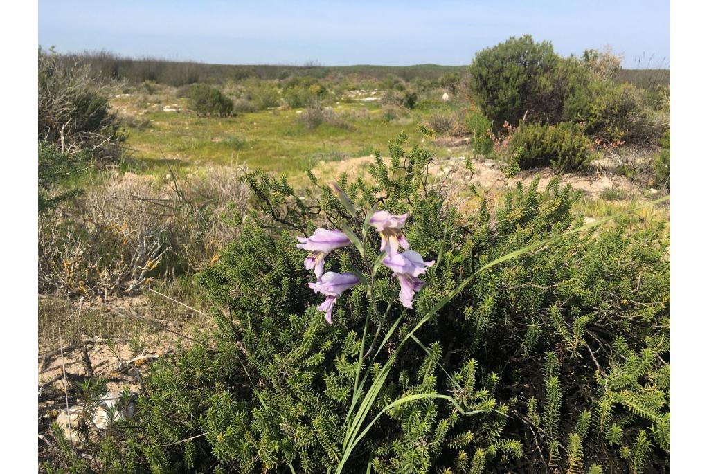 Blauwe Gladiolus