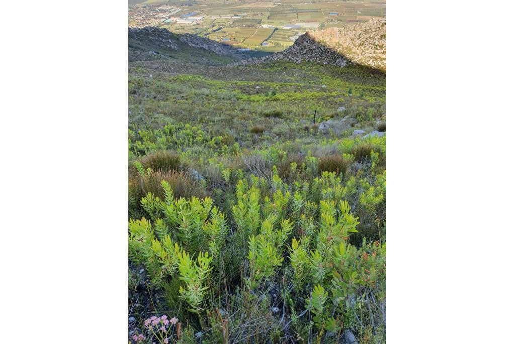 Kleinhoofdige leucadendron