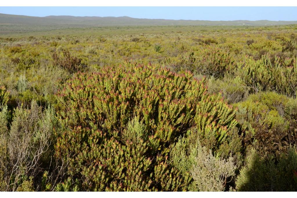 Bescheiden leucadendron