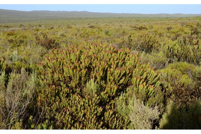 Leucadendron modestum -5573