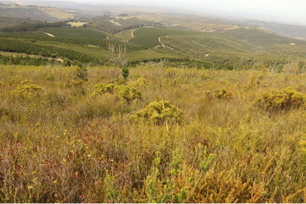 Geurende speerbladige leucadendron