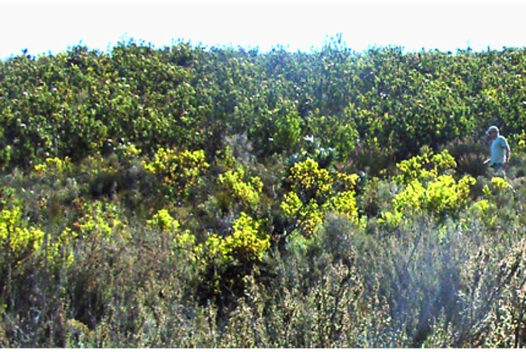 Philips' speerbladige leucadendron