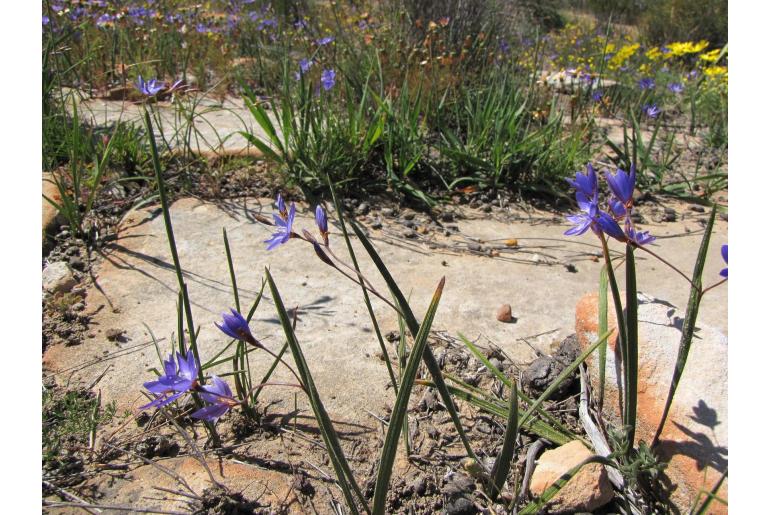 Geissorhiza subrigida -5583