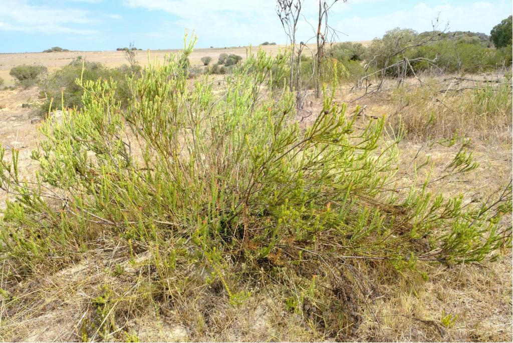 Ster leucadendron