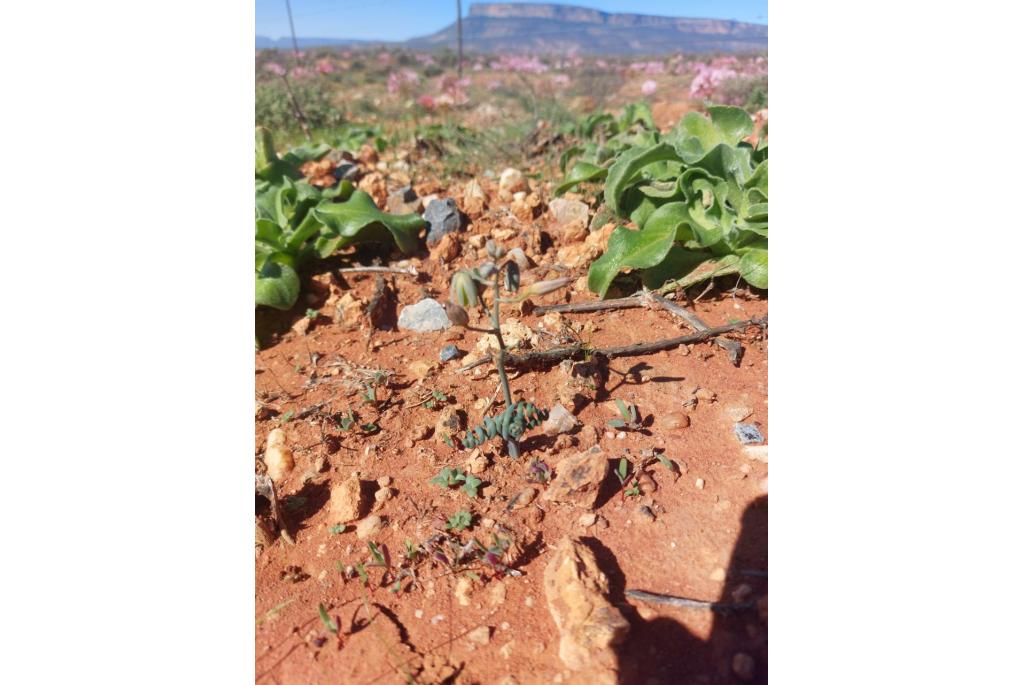 Hall's albuca