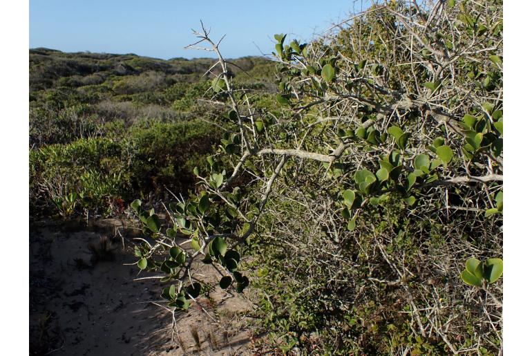 Dovyalis rotundifolia -5595