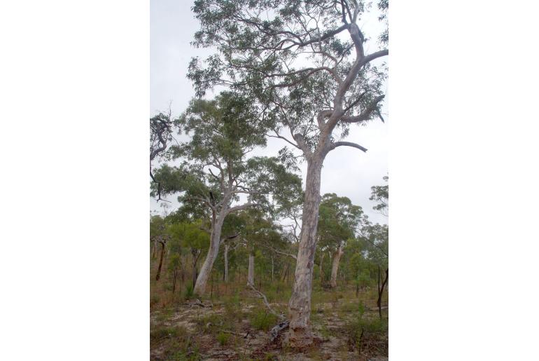 Eucalyptus pachycalyx -5596