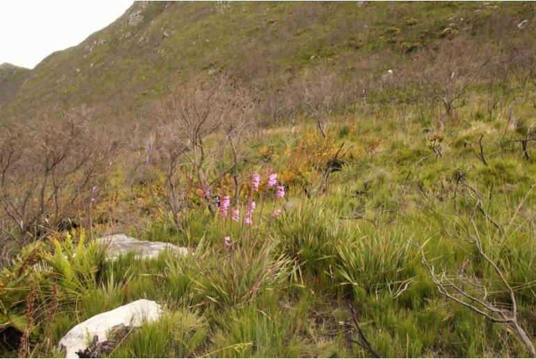 Watsonia knysnana -5603