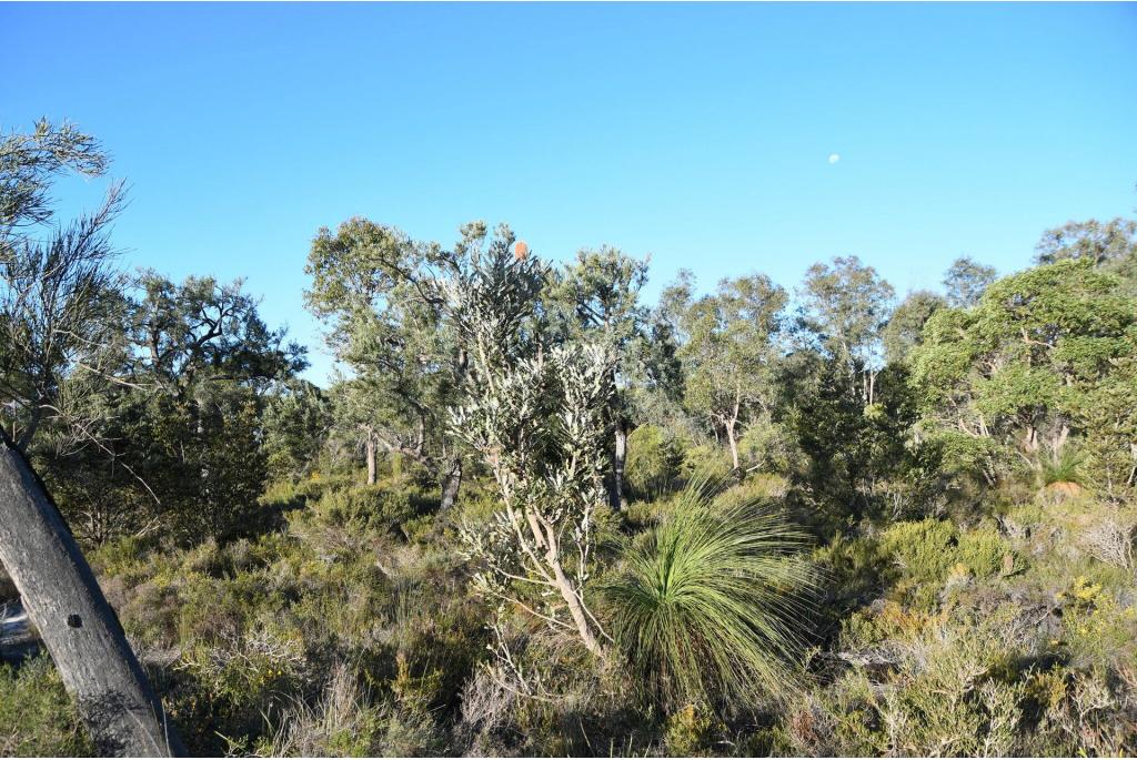 Brandhout banksia