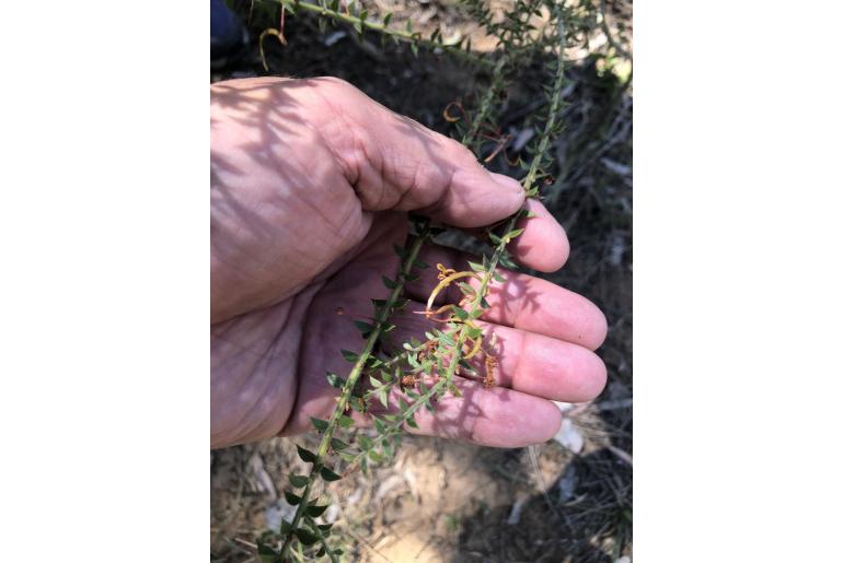 Acacia amblyophylla -5609