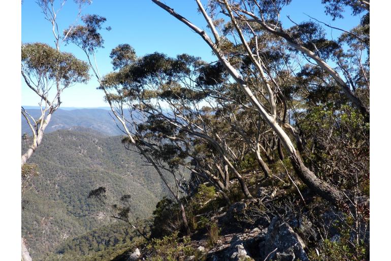 Eucalyptus stenostoma -5610