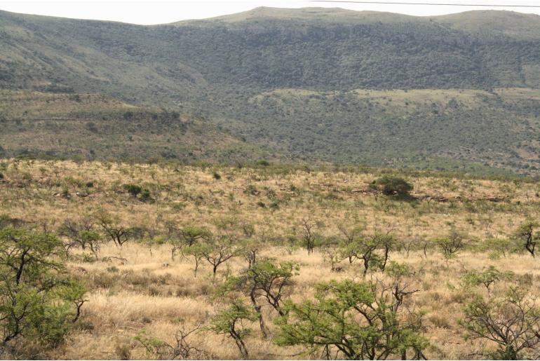 Vachellia natalitia -5611