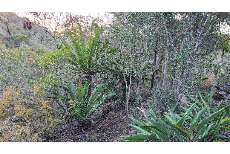 Encephalartos altensteinii -5613