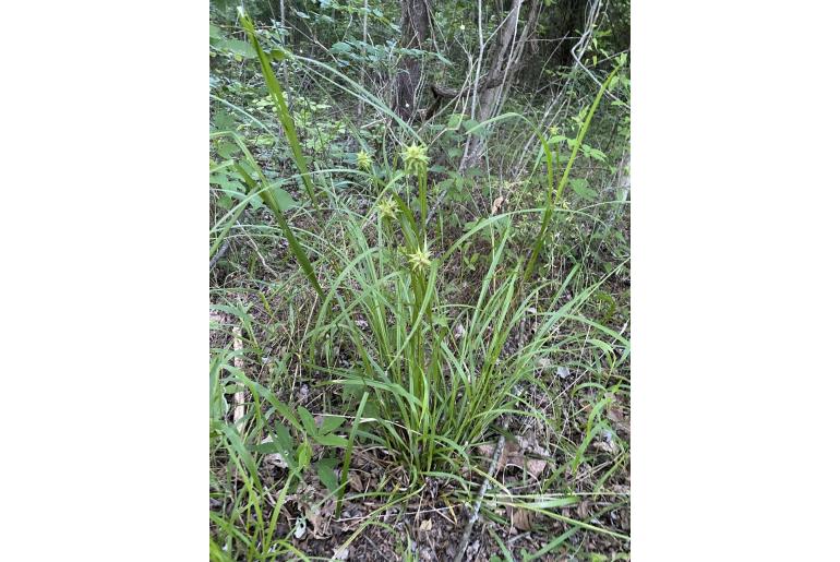 Carex grayi -5618