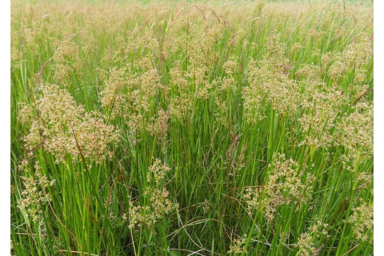 Juncus acutiflorus -5621