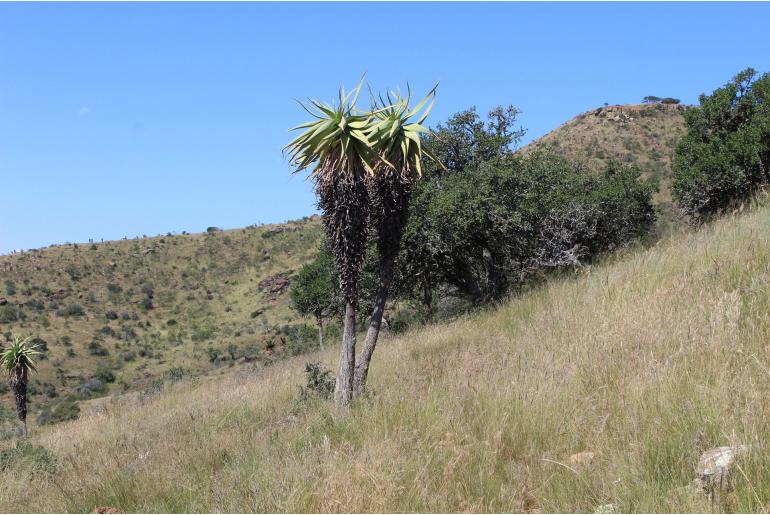 Aloe speciosa -5626