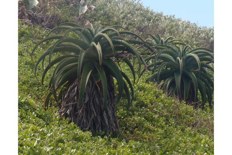 Aloe thraskii -5627