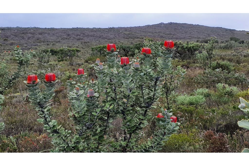 Scharlaken banksia