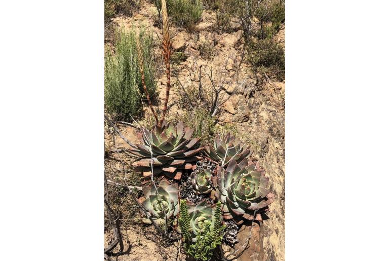 Aloe brevifolia -5660