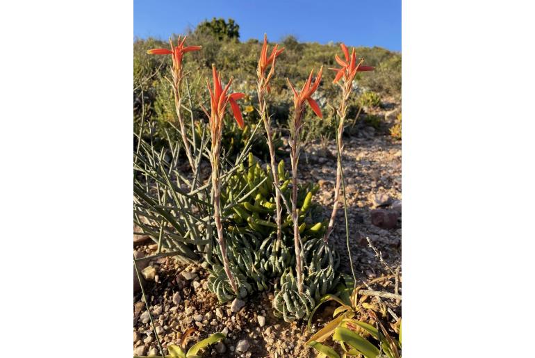 Aloe humilis -5662