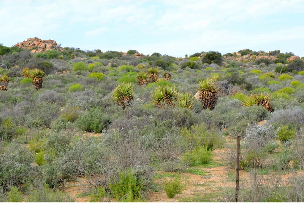 Kamiesberg aloë