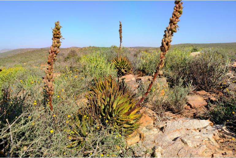 Aloe melanacantha -5666