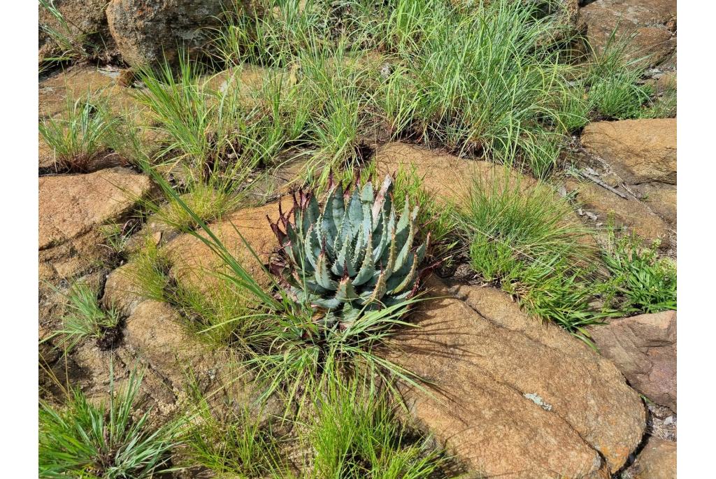 Vuurpijl-aloe