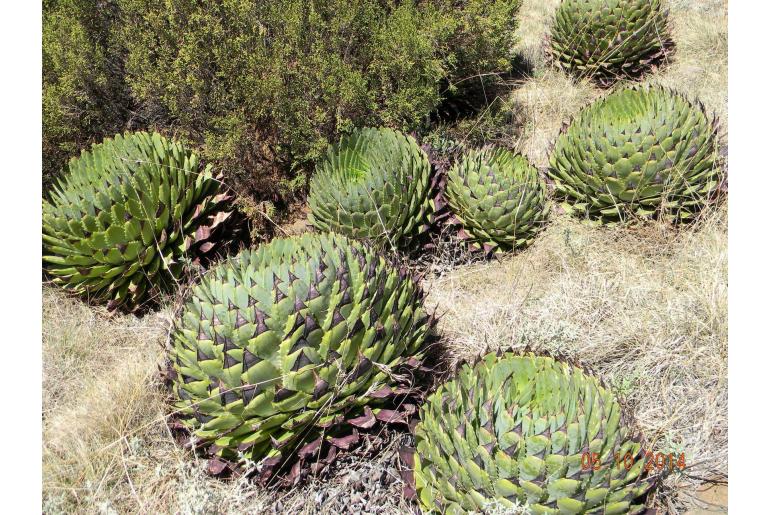 Aloe polyphylla -5677