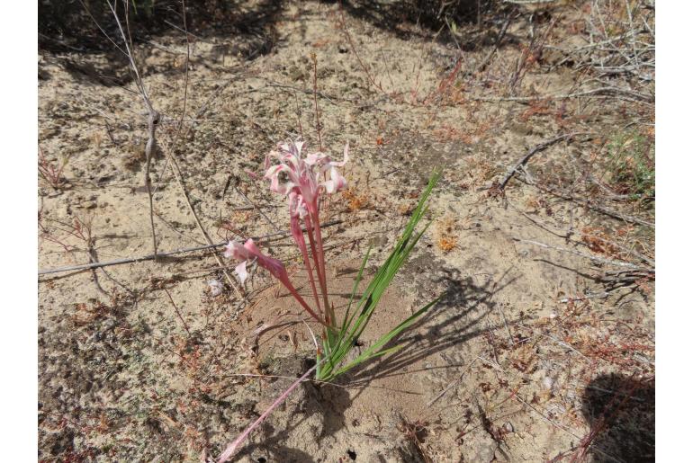 Babiana tubiflora -5682