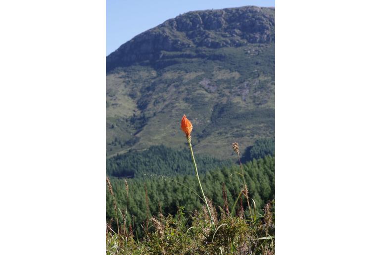 Kniphofia triangularis -5685