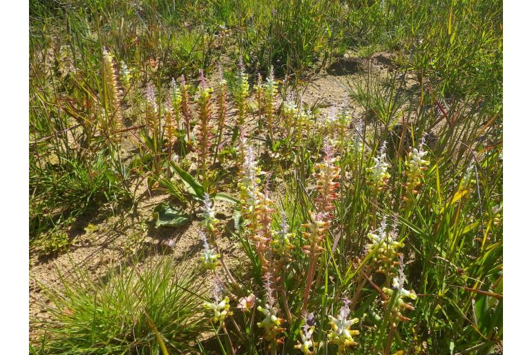 Lachenalia longibracteata -5691