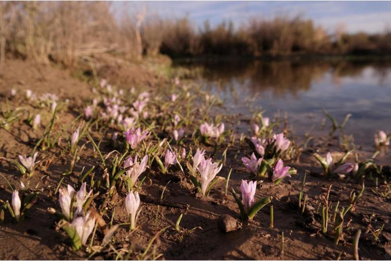 Lachenalia longituba -5692