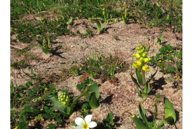 Lachenalia mathewsii -5693